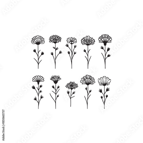 Hawkweed line art nature inspired elegance and subtle grace