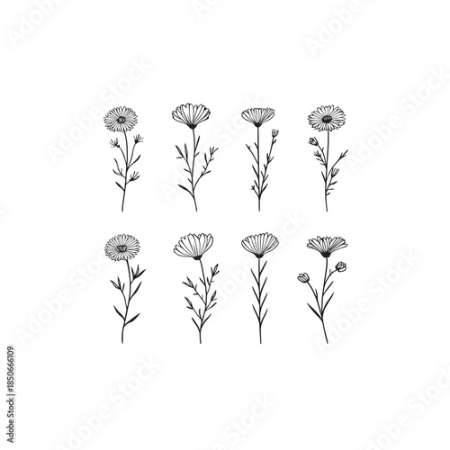 Heath Aster Minimalist Botanical Pattern Delicate Organic Line Art