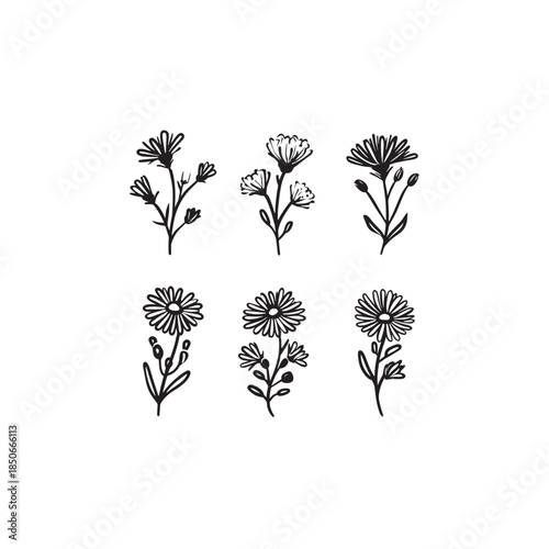 Heath Aster Hand Drawn Blooming Flowers Art Line Art