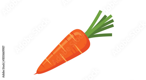 Single fresh orange carrot with a bunch of green leafy tops isolated on a plain white background for healthy food and cooking.