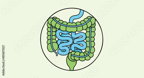 Illustration of the human digestive system with a green and blue color scheme on a light green background.