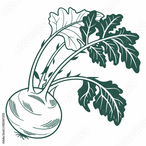 kohlrabi with leaves