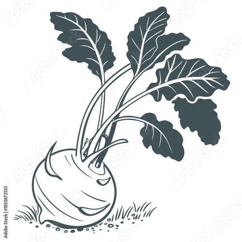 kohlrabi  on white background 