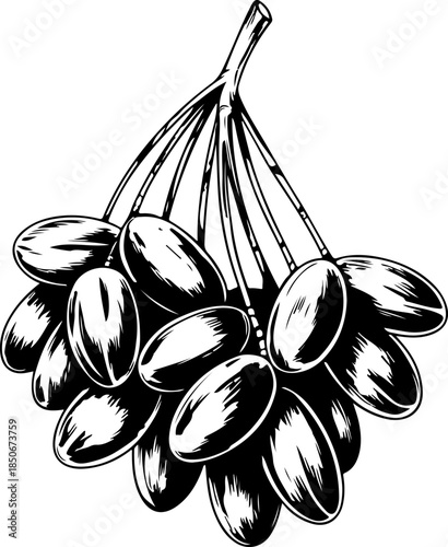 Detailed vintage engraving of a bunch of fresh dates fruit on branch for healthy iftar