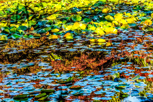Red Leaves Yellow Blue Lily Pads Van Dusen Garden Vancouver Canada