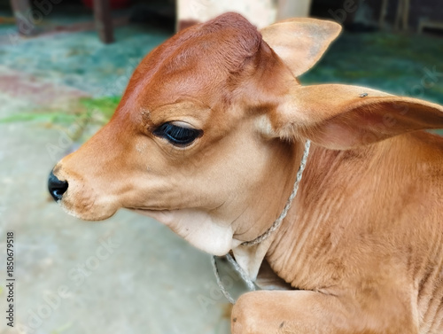 Brown cow calf top view closeup