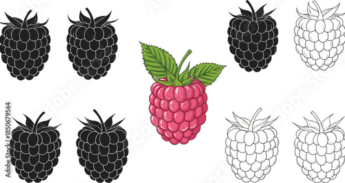 Raspberry fruit icon set, berry sketch styles, juicy segment symbols, monochrome and color mix, flat vector illustration