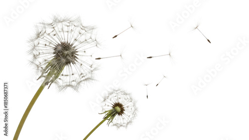 Beautiful Dandelion Design Illustration isolated on transparent background