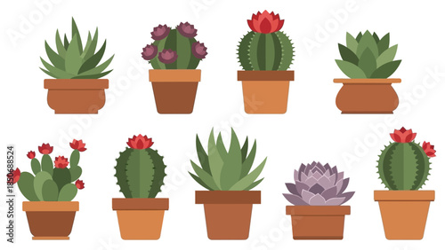 Collection of Potted Succulent and Cactus Plants in Terracotta Pots