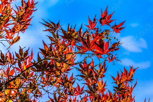 Redleaf Japanese Maple Leaves Closeup Van Dusen Garden Vancouver Canada