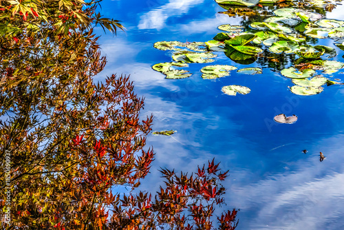 Red Maple Leaves Blue Water Reflection Van Dusen Garden Vancouver Canada