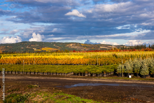 Plant growth area against dramatic sky