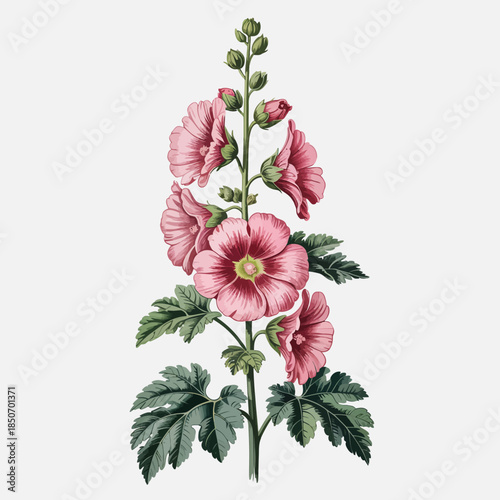 This refined illustration of pink hollyhock flowers showcases nature's beauty and elegance, ideal for botanical art enthusiasts or floral-themed projects, radiating serenity and grace.