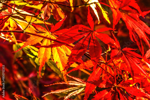 Red Leaves Japanese Redleaf Maple Leaves Closeup Van Dusen Garden Vancouver Canada