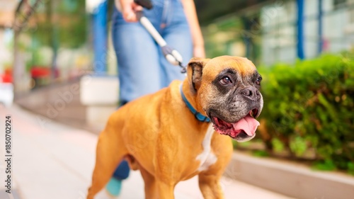 Boxer dog walking on leash with owner outdoors