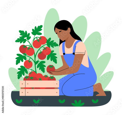 A diligent woman collects ripe tomatoes from a vibrant garden, showcasing the beauty of nature and the satisfaction of home gardening, reflecting hard work and nurturing.