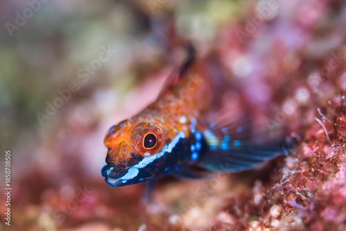 Snake Blenny in the Suruga Bay, Shizuoka, Japan