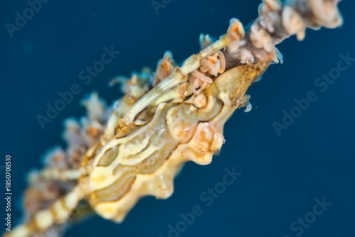 Tuberculatus Whip Coral Crab in the Suruga Bay, Shizuoka, Japan