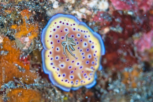 Goniobranchus Kuniei in the Suruga Bay, Shizuoka, Japan