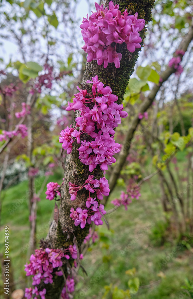 Fototapeta premium Red flowers of redbuds (Cercis) growing on the trunk. Sirius. Krasnodar Krai. Russia