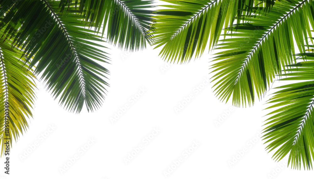 Fototapeta premium Lush Green Tropical Leaves Framing a Transparent Background for Natural Decor