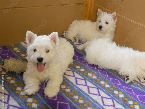 funny white west highland terrier dogs puppy play in their aviary or box for little dog indoor, dog breeding business