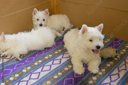 funny white west highland terrier dogs puppy play in their aviary or box for little dog indoor, dog breeding business