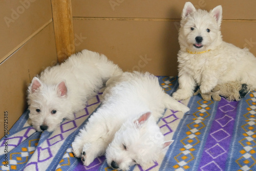 funny white west highland terrier dogs puppy play in their aviary or box for little dog indoor, dog breeding business