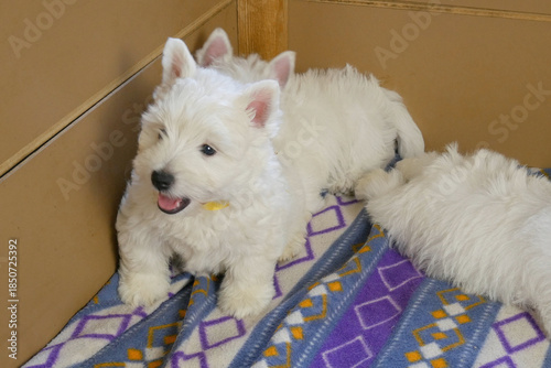 funny white west highland terrier dogs puppy play in their aviary or box for little dog indoor, dog breeding business