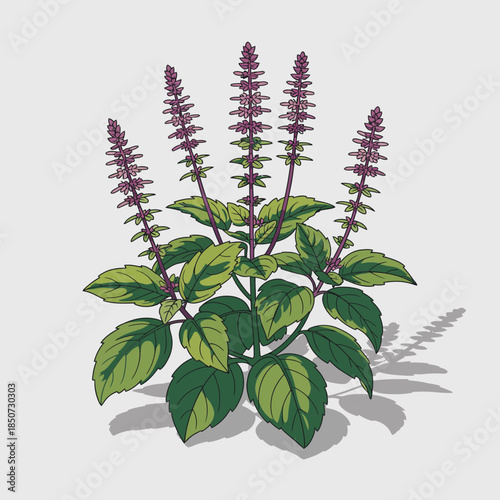 A vibrant and detailed illustration of a basil plant with lush green leaves, highlighting its freshness and aromatic characteristics, perfect for culinary enthusiasts and gardeners.