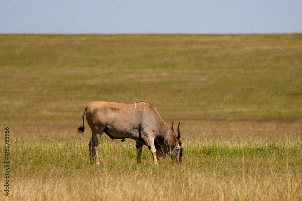 Fototapeta premium Antílope Eland común pastando en la reserva nacional Masái Mara, Kenia
