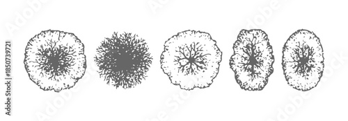 Vector view of trees in hand-drawn top view, isolated on a white background, for landscape and architectural projects, environmental and garden elements.