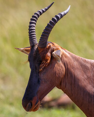 Wandcirkels Antilope Kudde topi antilopen in Kenia  © DavidEnFoco