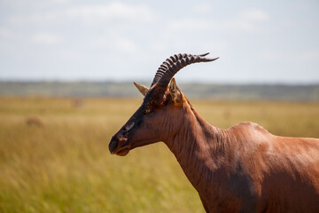 Wandcirkels Antilope Topi antilopen in Masai Mara savanne  © DavidEnFoco