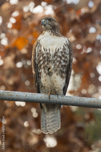 Red-tailed Hawk Standing on One Leg. Palo Alto, California.