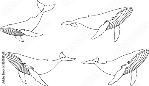Four blue whales sketch
