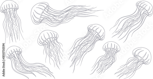 Jellyfish illustration set