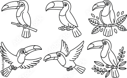 Five black and white toucan birds on branches in different poses