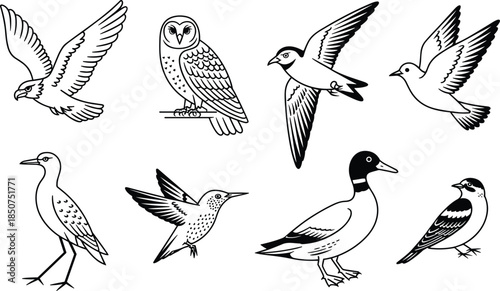 Seven black and white birds flying perched