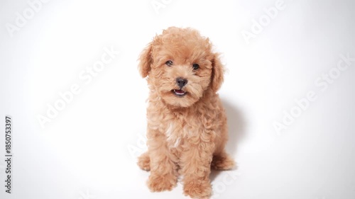 Portrait of brown poodle puppy on white background