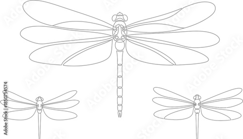 Dragonfly line art design