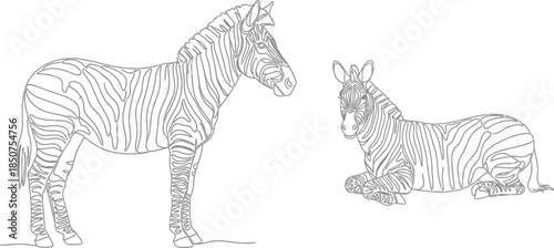 Two zebras line art