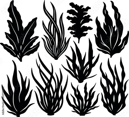 Various types of stylized aquatic plants in black silhouette design showcasing diverse shapes and textures.