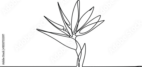 Black and white line of a bird of paradise flower line bird of paradise