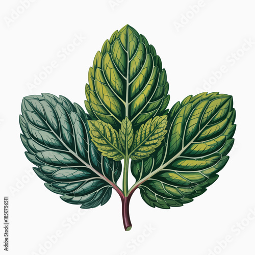 Three distinct green leaves are illustrated, showcasing intricate textures and shapes, symbolizing nature's beauty and vitality, perfect for a botanical theme.