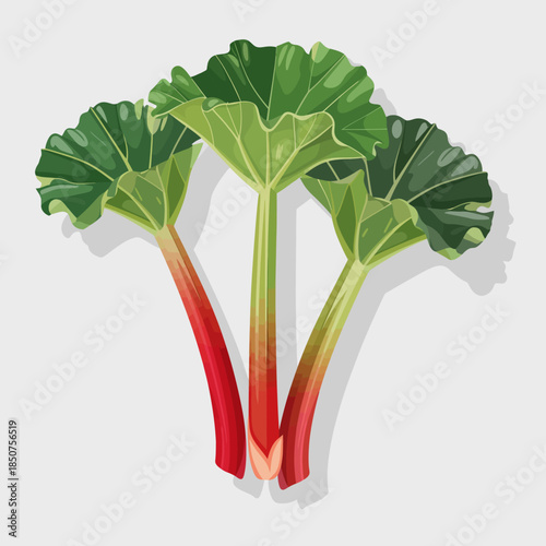 A vibrant display of fresh rhubarb stems featuring broad green leaves, with a delightful gradient from green to red, ideal for food illustrations or gardening themes.