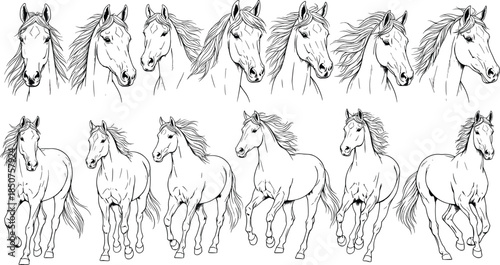 Detailed Hand Drawn Sketch Vector Set of Horses Featuring Various Galloping Poses and Close Up Portraits of Horse Heads on White Background,