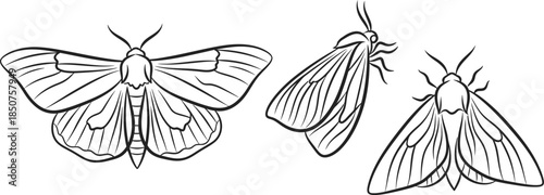 Moth line art illustration