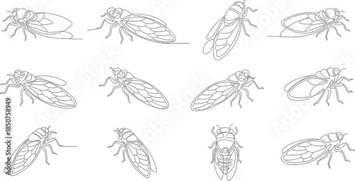Cicada line drawings