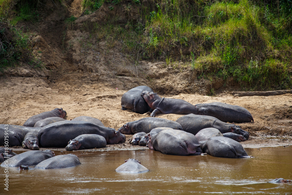 Fototapeta premium Grupo de hipopótamos descansando en la orilla del río Mara, Reserva Nacional Masái Mara, Kenia